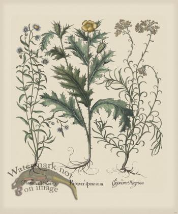 Besler 288 Colored  B2